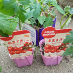 生理様がきた