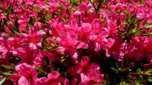 山道でゾンビのことを考えてしまった