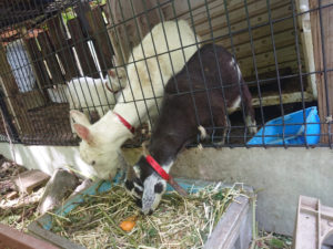 アラフォー体を鍛えるよ！