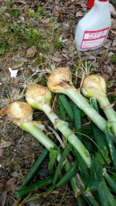 いろいろ忙しい