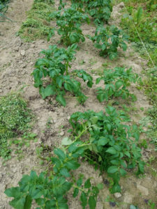 楽しかった休日