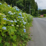 紫陽花園に行ってきました