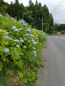 紫陽花園に行ってきました