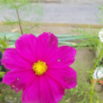 やはりダメだった