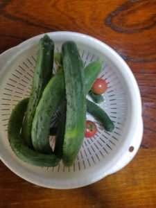 甘過ぎちゃんとキュウリ