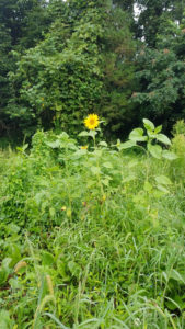 タイトルについて