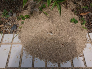 最近の観察しているもの