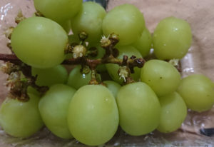 シャインマスカット泥棒