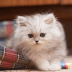 猫の保護。呆れて言葉も出て来ないということ。