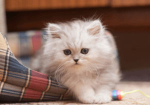 猫の保護。呆れて言葉も出て来ないということ。