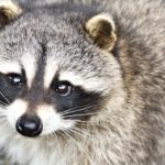 害獣駆除と言えばなにをしてもいい訳がない
