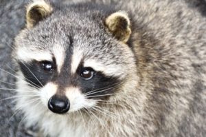 害獣駆除と言えばなにをしてもいい訳がない