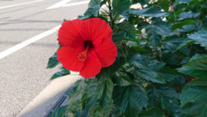 感受性が強すぎるのはH.S.P！？