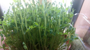 再び保護した猫との再会