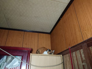 悔しくて泣きました。保護猫活動