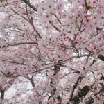 母国への１ヶ月の仕送りの金額