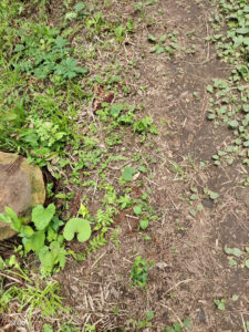 紫陽花見てきた