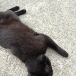 黒猫を見ると全てうちの猫に見える不思議