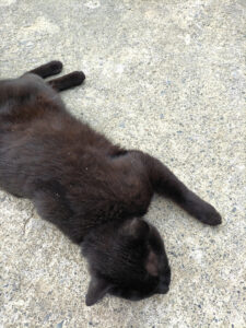 黒猫を見ると全てうちの猫に見える不思議