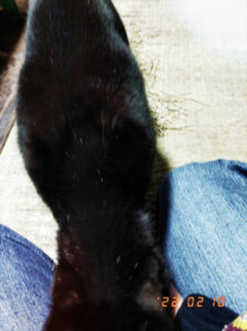 休日の俺と黒様