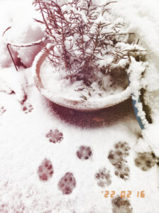 本格的な猫ブログへの道