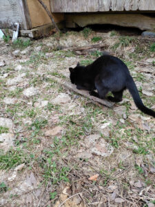 じゃがいも植えた