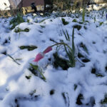 季節はずれの雪