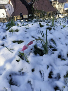 季節はずれの雪