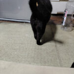 毎日早出と残業