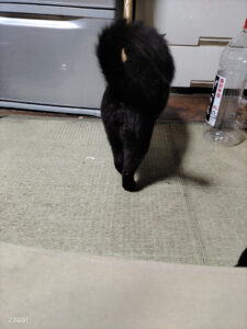 毎日早出と残業