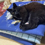 これは猫ブログだった