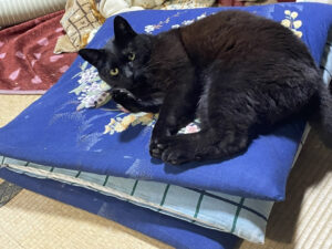 これは猫ブログだった