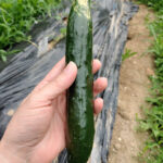 ボーナスで購入したいもの