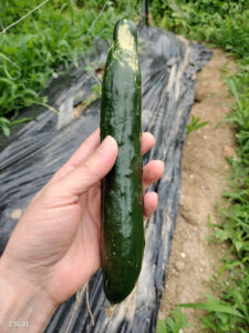 ボーナスで購入したいもの