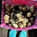 炎天下のもとで畑仕事(バカ)