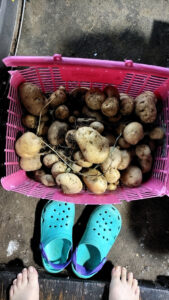 炎天下のもとで畑仕事(バカ)