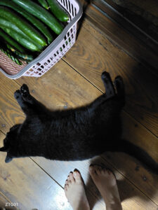 黒とキュウリと私