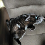 今日は花火大会