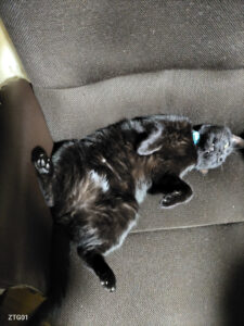 今日は花火大会