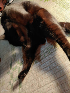 安眠妨害する猫