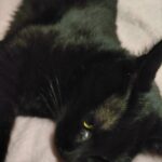 野菜の苗を植えました