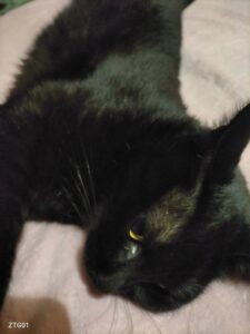 野菜の苗を植えました