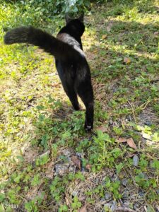 新しい一日新しい一ぽ