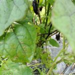 冬にむかうナチュラルガーデン