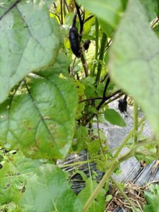 冬にむかうナチュラルガーデン