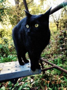 #にゃんこが私にしてくること