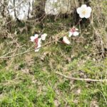 梅の花が咲きました