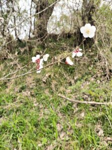 梅の花が咲きました