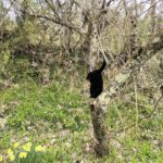 黒猫の黒、可愛い黒、優しい黒、素敵な黒
