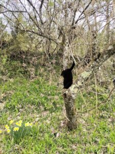 黒猫の黒、可愛い黒、優しい黒、素敵な黒